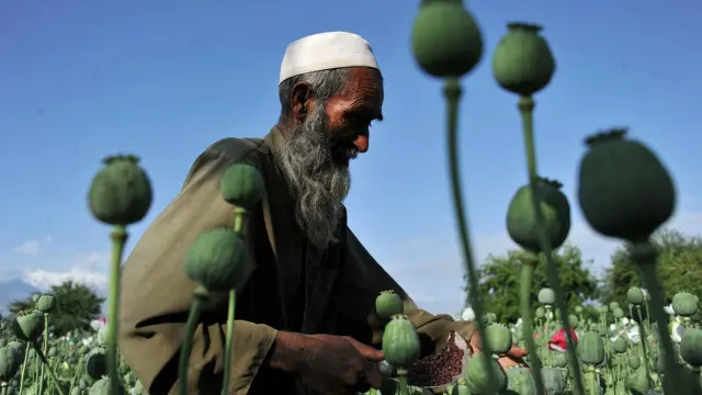 Afghanistan memproduksi 90% opium dunia