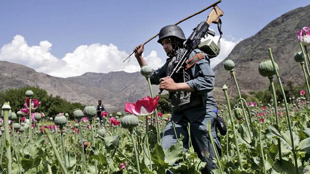 Cultivo de opio en Afganistán