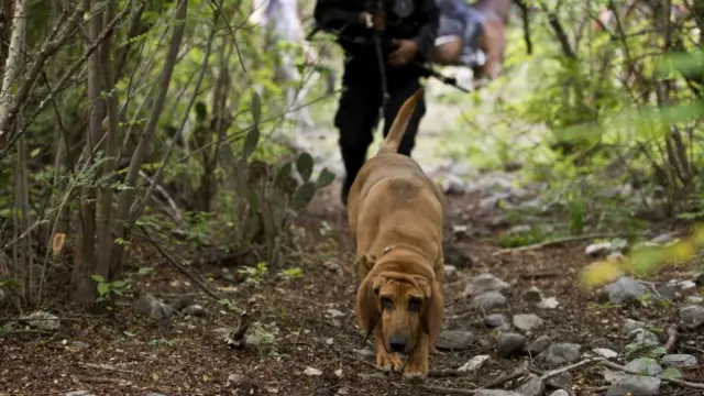 Rastreo de estudiantes desaparecidos en Guerrero. Foto: AFP/Getty