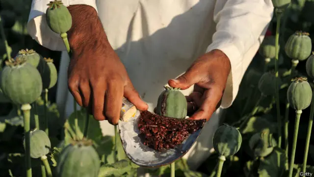 опийный мак