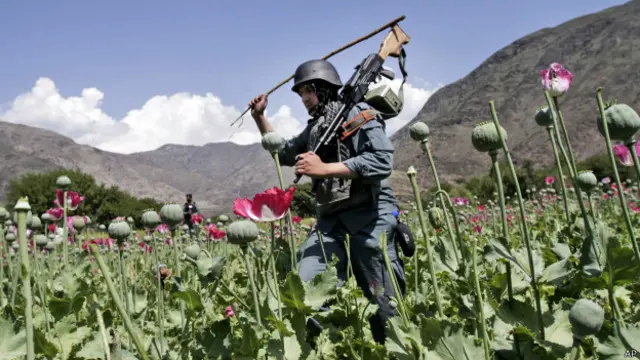 опийный мак