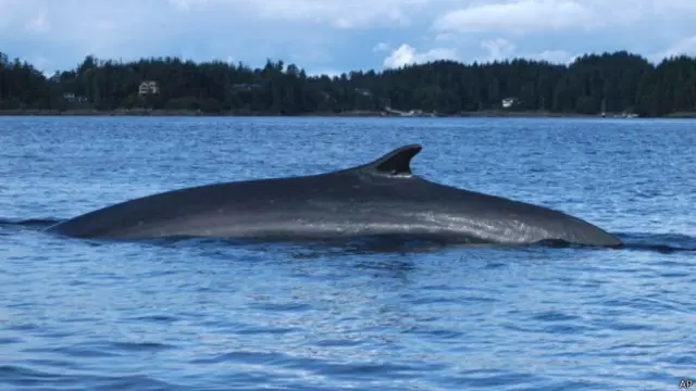 Кит "фінвал"