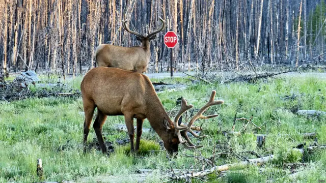 Олени в парке Йеллоустоун