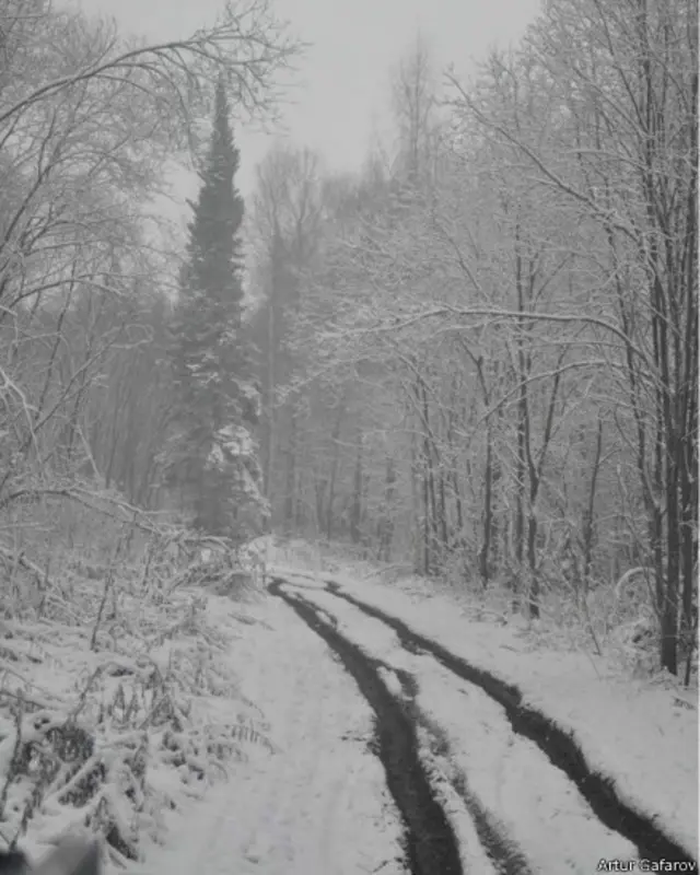 дорога в лесу в снегу