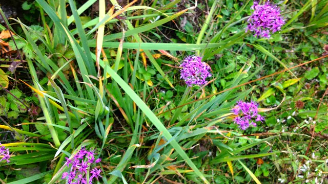 नेपालमा दुर्लभ जडीबुटीको अपार भण्डार रहेको बताइन्छ