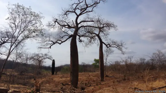 Paisaje de arboles y campo secos debido a la falta de lluvias en Brasil.