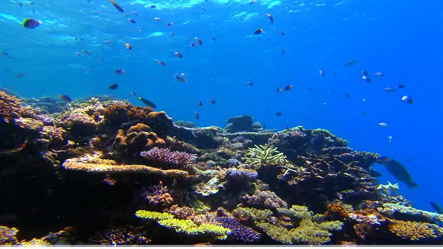 Great Barrier Reef là nơi có hệ sinh thái rất phong phú, đa dạng