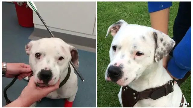 Ziggy akan terus dimonitor kesehatannya setelah operasi selesai.