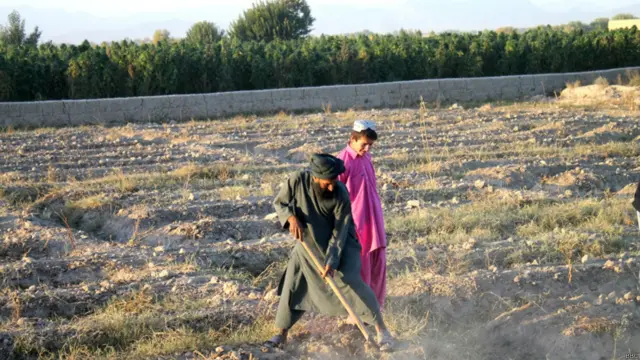 کشاورزان از ولایت‌های همجوار از جنگ فرار کرده و به مناطق نسبتا امن پنجوایی و ژیری قندهار آمده‌اند و برای زمین داران قندهاری کوکنار می کارند. 