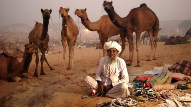 राजस्थान, ऊँट