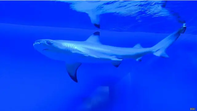 "Cooperar no es una tarea imposible para los empresarios, pero eso demanda grandes habilidades", dice Huang. En su oficina tiene un tiburón.