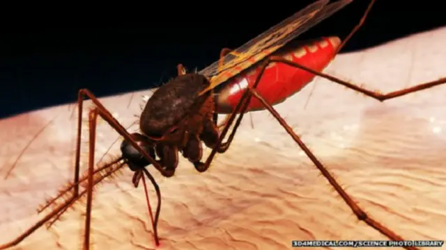 Mosquito de la malaria