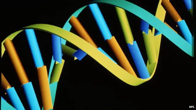 DNA / Crédito: BBC