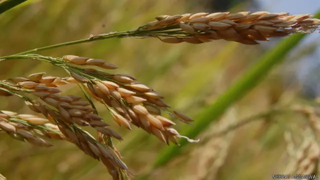 छत्तीसगढ़, धान की राजनीति