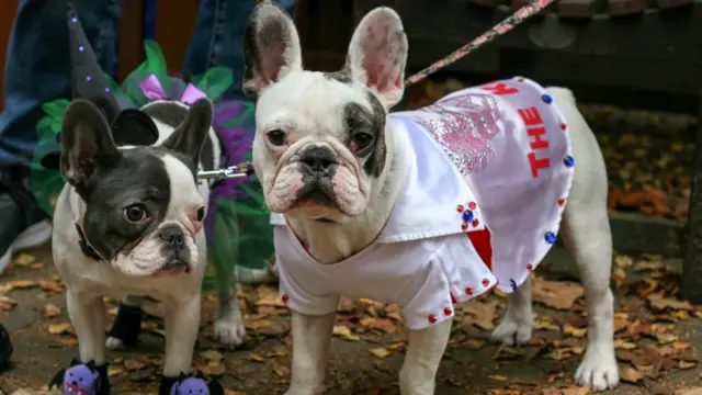 Yürüyüşe yaklaşık 100 köpek katıldı.