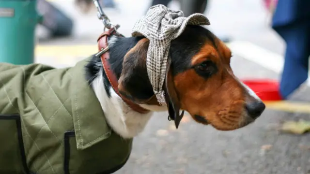 Yürüyüş "All Dogs Matter" adlı, terkedilmiş köpekleri sahiplendiren gönüllülerin kurduğu bir yardım derneğince düzenlendi.