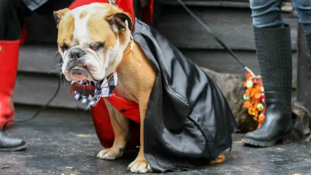 Sahipleri köpeklerine Dracula'dan ünlü dedektif Sherlock Holmes'a kadar birçok farklı kostüm giydirdi.