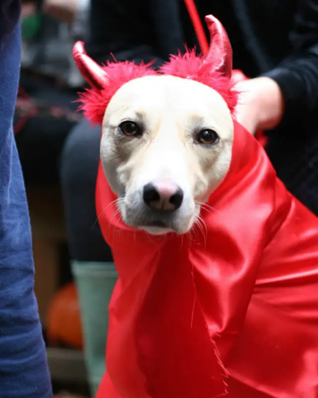 Bazı köpekler ise kostümleri içinde pek de mutlu görünmüyorlardı.