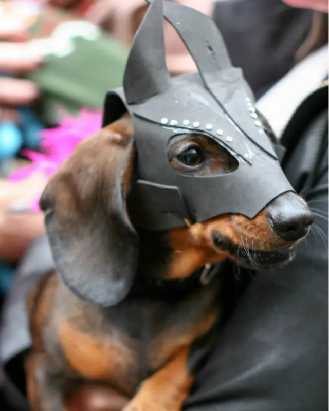 Bazı kostümler hazır alınmış olsa da, bu köpeğinki gibi sahipleri tarafından özel olarak tasarlanıp ve hazırlanmış kostümler de vardı.