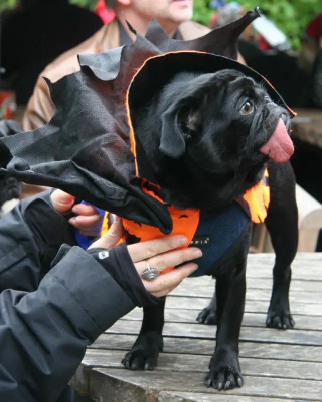Cadılar Bayramı yürüyüşüne katılan köpekler arasında "pug" cinsi köpekler çoğunluktaydı.