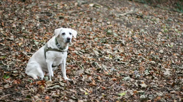 Bazıları ise kostümsüz olduğu için üzgün gibiydi.