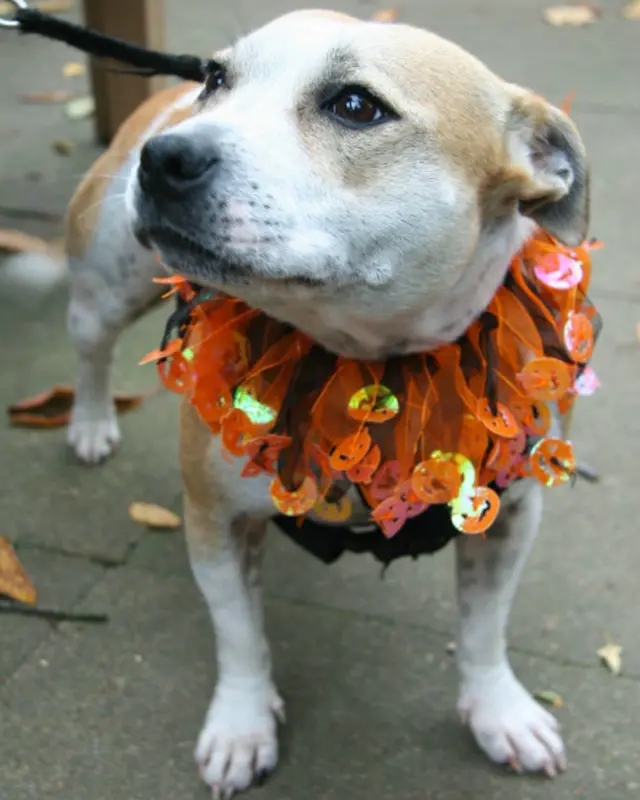 Yardım derneği yürüyüşten 1450 İngiliz sterlini (yaklaşık 5 bin Türk lirası) gelir elde etti.