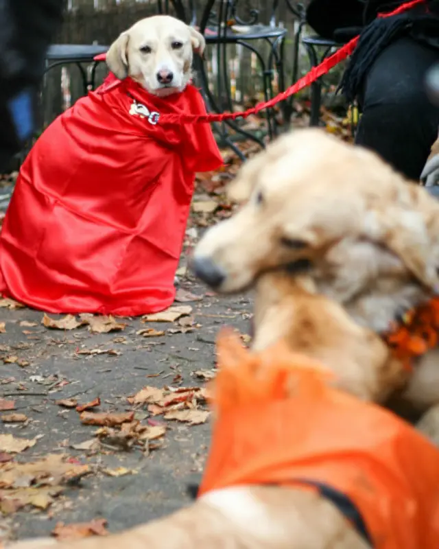 Yardım derneği gönüllüleri, özellikle Noel ve yeni yıldan sonra, hediye olarak alınan birçok köpeğin sokağa bırakıldığını belirtiyor.