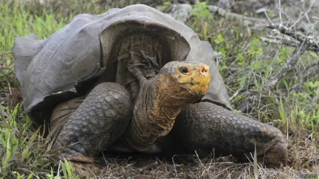 Галапагосская черепаха