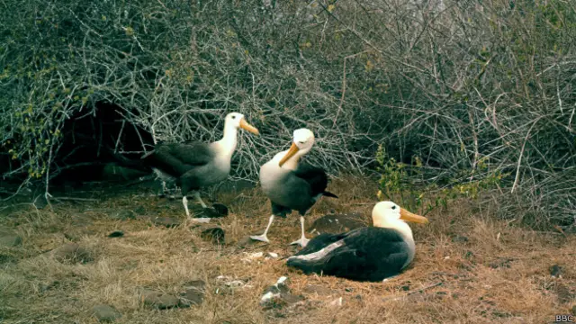 Альбатросы на Галапагосских островах