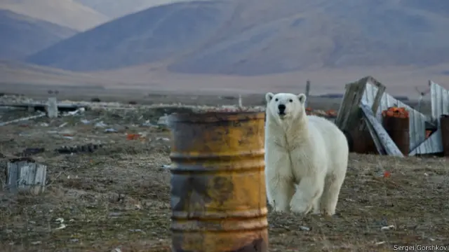 Медведь на острове Врангеля