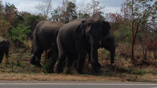 这些大象必须跨越公路，才能走到储水池。