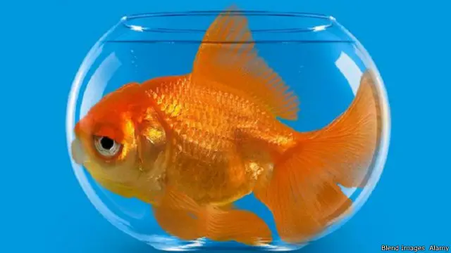 تسبب الأحواض بعض المشاكل أيضا لأسماك الزينة