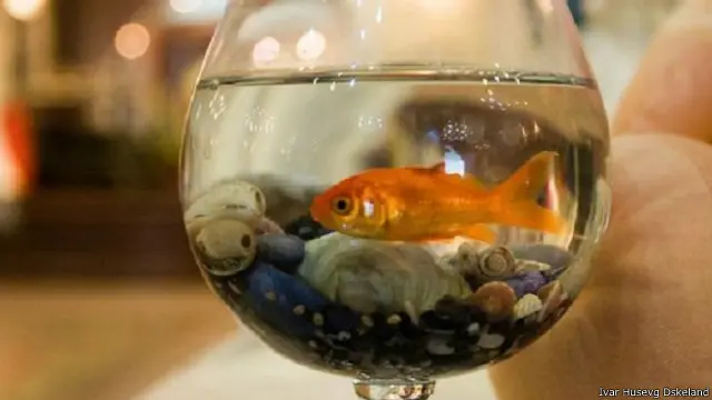 الفودكا داخل حوض السمك بالفعل