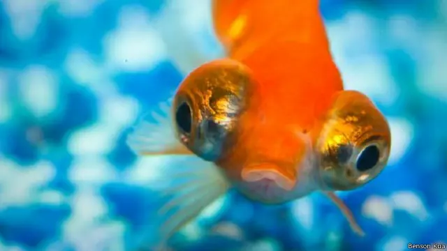 سمك زينة بعيون جاحظة