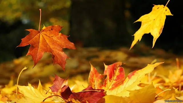Hojas de otoño