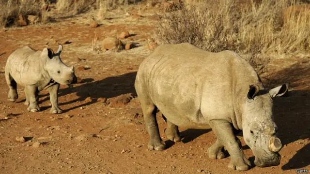 Rinocerontes en Sudáfrica