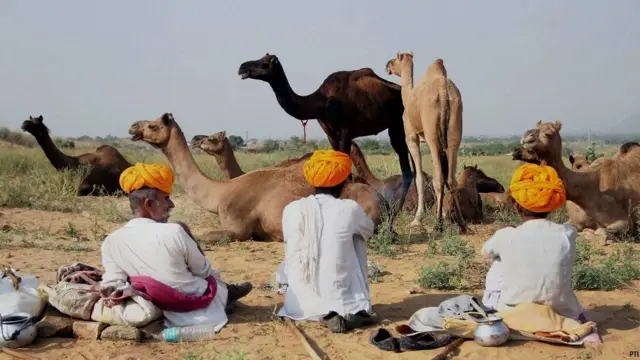 pushkar camel fair, पुष्कर ऊँट मेला