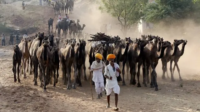 pushkar camel fair, पुष्कर ऊँट मेला