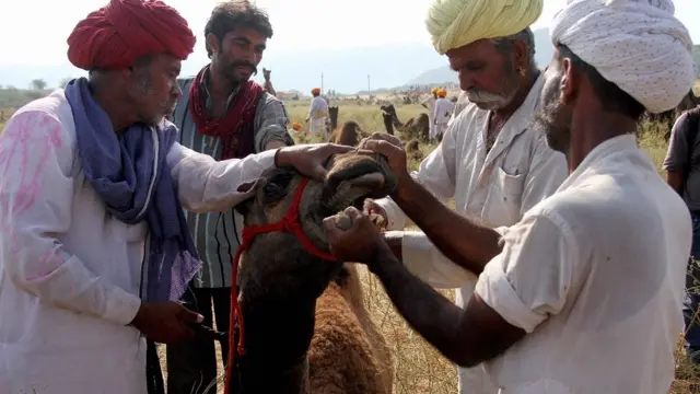 pushkar camel fair, पुष्कर ऊँट मेला