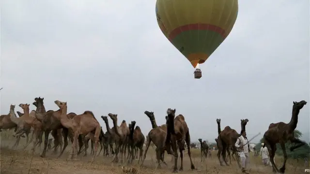 pushkar camel fair, पुष्कर ऊँट मेला