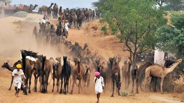 pushkar camel fair, पुष्कर ऊँट मेला