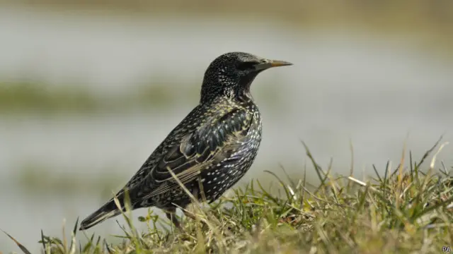 پرندوں کی تعداد میں کمی سے انسانوں کو متعدد قسم کے نقصانات ہو سکتے ہیں