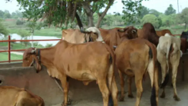 देसी गाएं