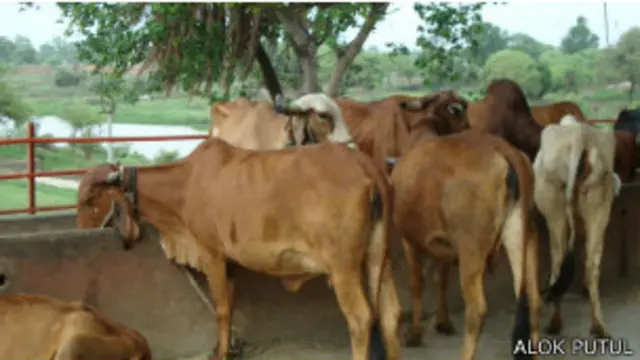 छत्तीसगढ़ गाय माता