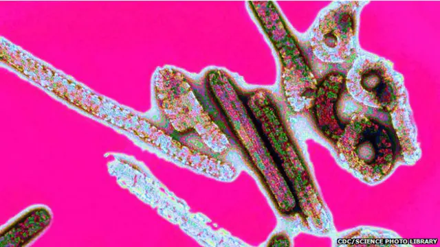 Ebola diduga berasal dari binatang kelelawar buah. 