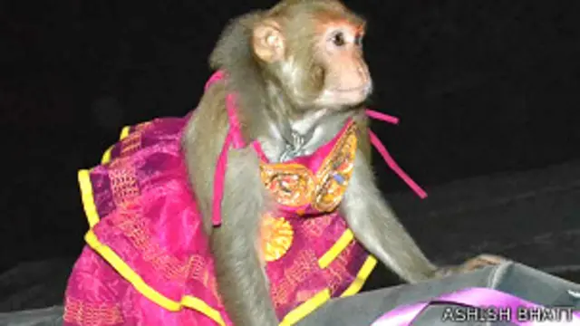 बंदर-बंदरिया की शादी