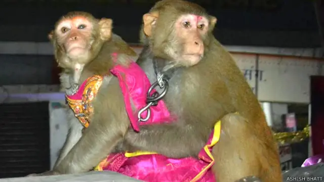 बंदर-बंदरिया की शादी