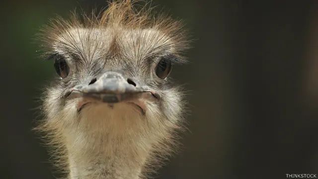 Avestruz