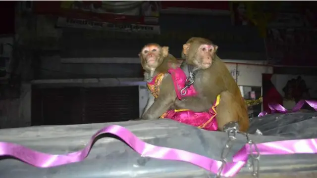 Свадьба мартышек