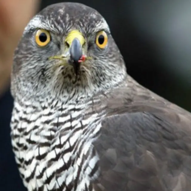 باز کے بارے میں کہا جاتا ہے کہ یہ بہت سنگدل اور بے خوف شکاری ہے